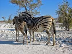 Image of Burchell's zebra