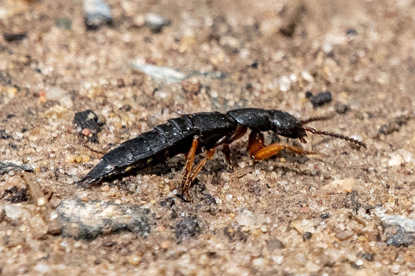 Image of Dinothenarus (Parabemus) badipes (Le Conte & J. L. 1863)