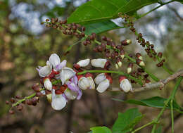 Image of Pongamia