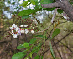 Image of Pongamia