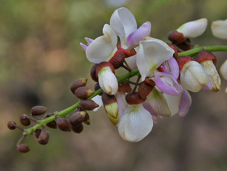 Image of Pongamia