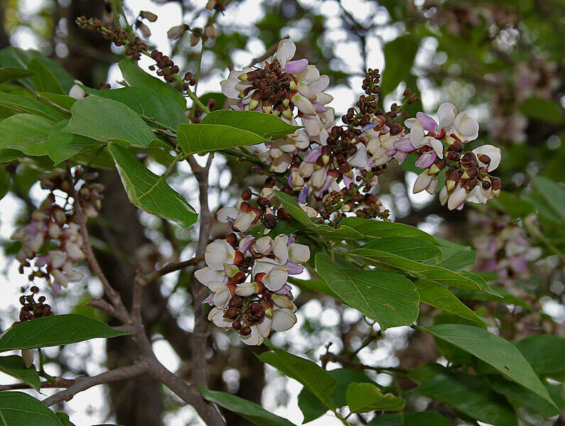 Image of Pongamia