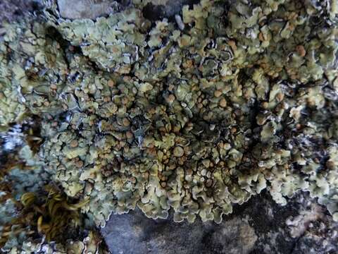 Image of rim lichen