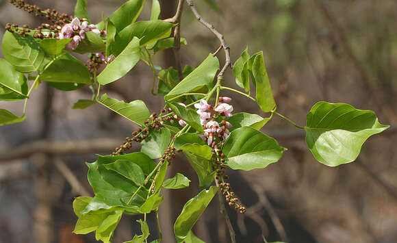 Imagem de Pongamia