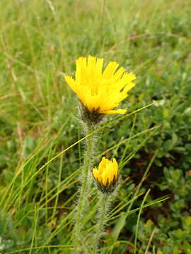 Image of alpine hawkweed