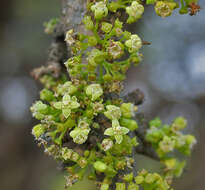 Image of Canthium coromandelicum (Burm. fil.) Alston