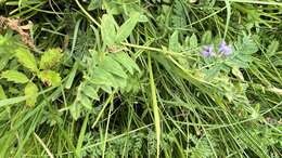 Image of Oxytropis glabra DC.