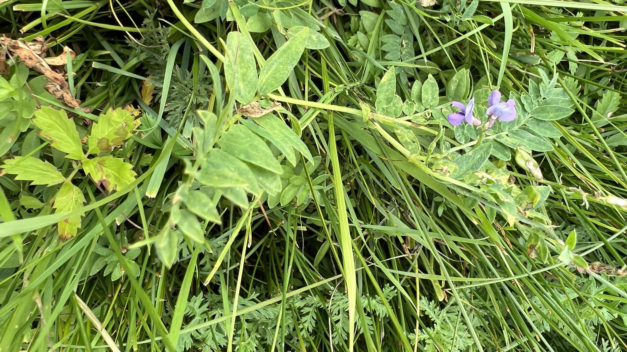 Image of Oxytropis glabra DC.