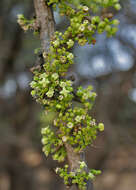 Image of Canthium coromandelicum (Burm. fil.) Alston