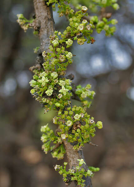 Image of Canthium coromandelicum (Burm. fil.) Alston