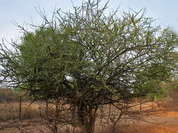 Image of Canthium coromandelicum (Burm. fil.) Alston