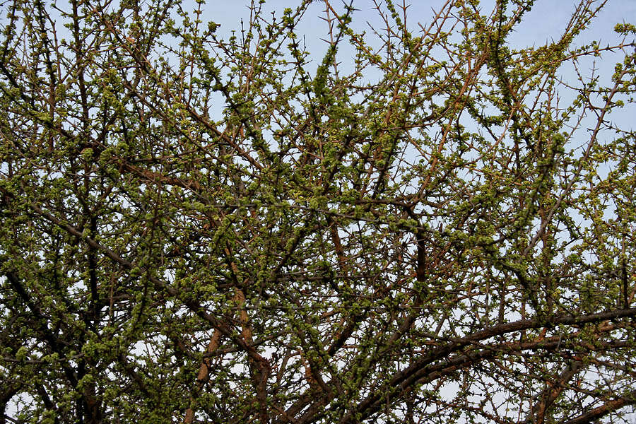 Image of Canthium coromandelicum (Burm. fil.) Alston