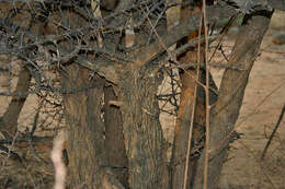 Image of Canthium coromandelicum (Burm. fil.) Alston