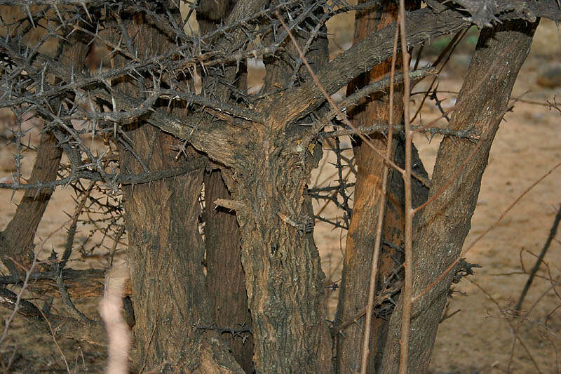 Image of Canthium coromandelicum (Burm. fil.) Alston