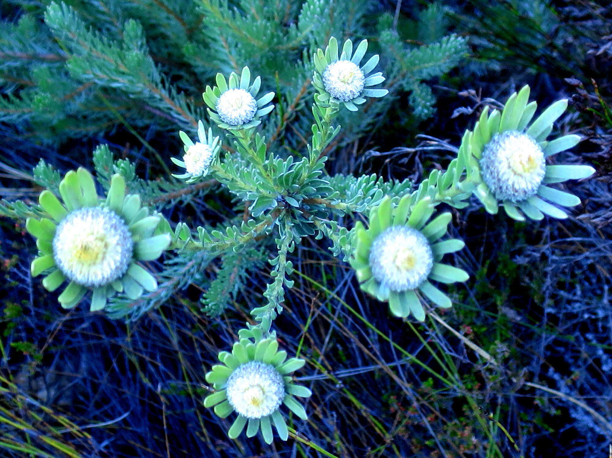 Image of Leucadendron singulare I. Williams