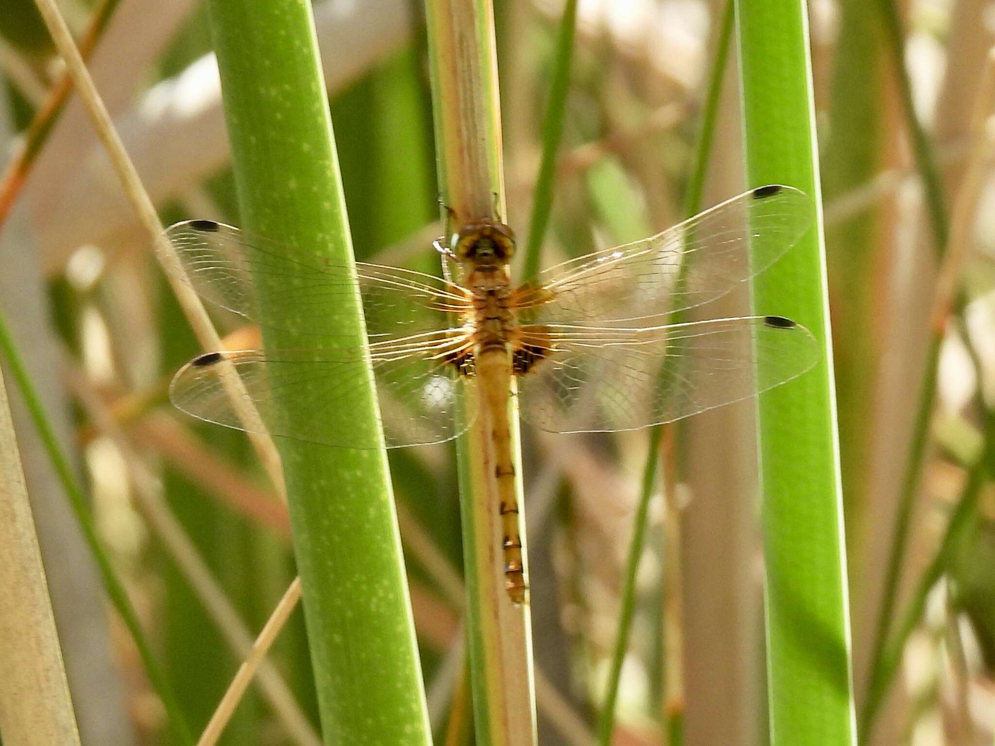 Image of Spot-winged Meadowhawk