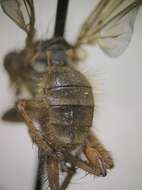 صورة Scathophaga furcata (Say 1823)