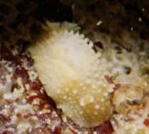 Image of Warty dorid