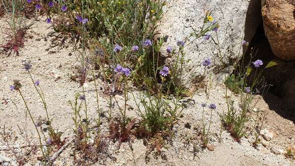 Image of bluehead gilia