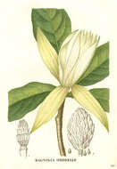 Image of Umbrella Magnolia