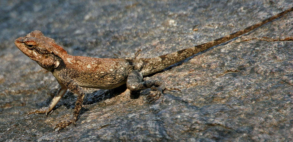 Image de Psammophilus blanfordanus (Stoliczka 1871)