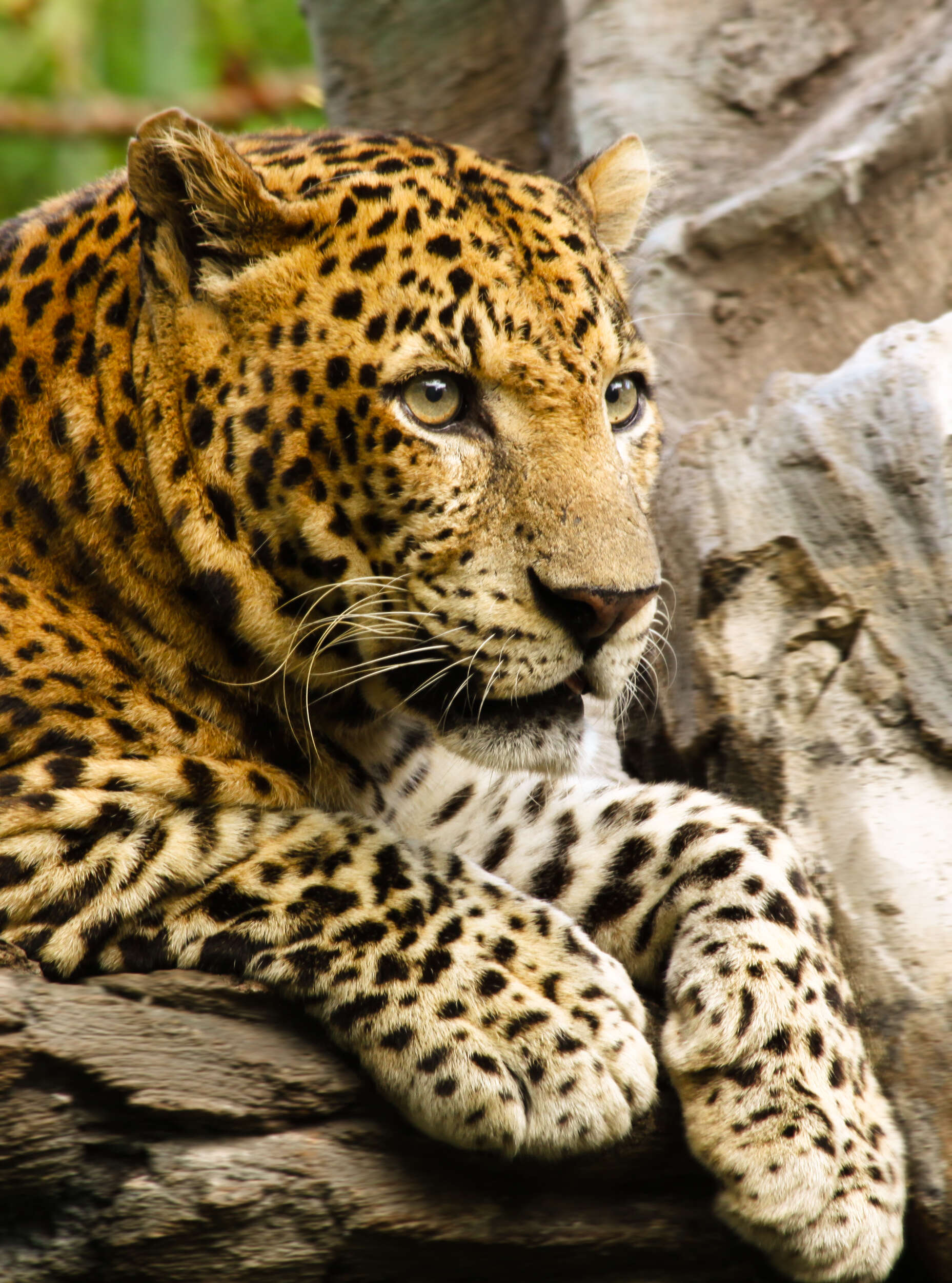 Imagem de Leopardo-de-Java