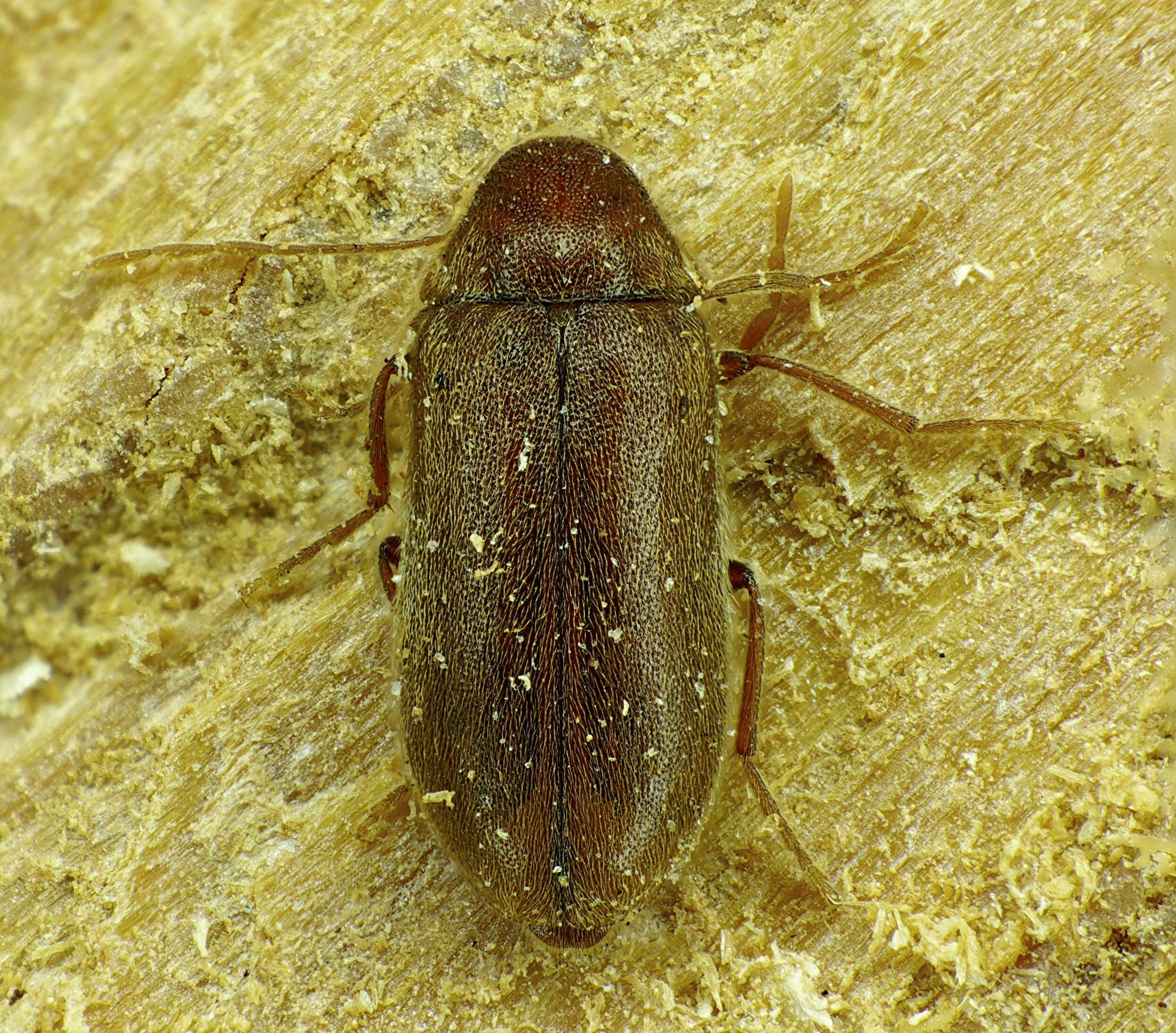 Image of Ernobiinae