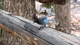 Image of Steller's Jay