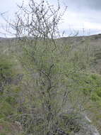 Image of Olearia odorata Petrie