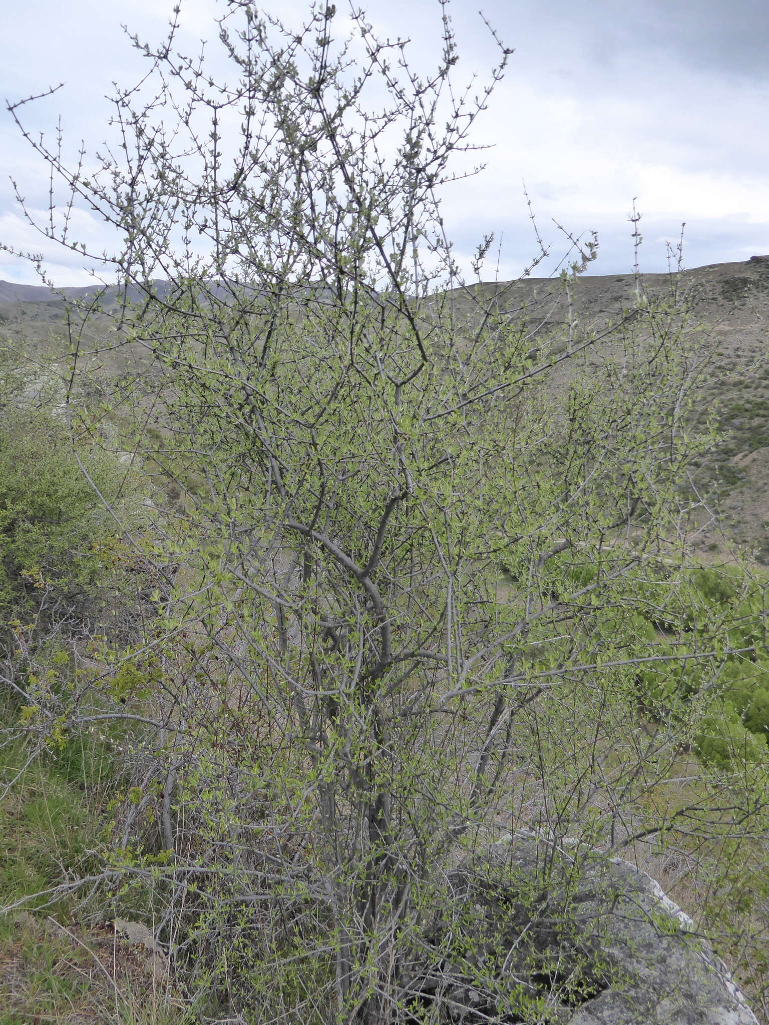 Image of Olearia odorata Petrie