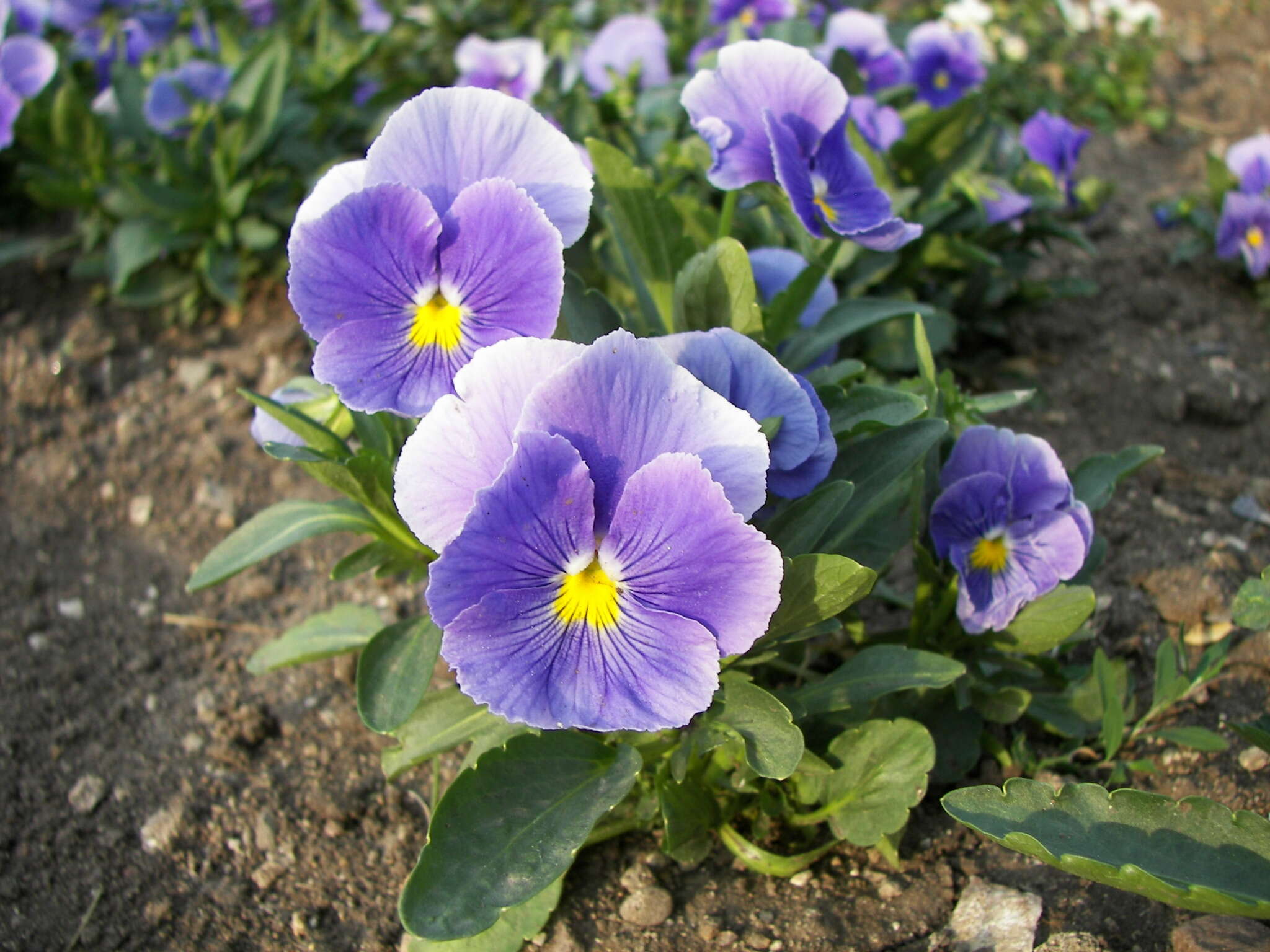 Image of hybrid violet