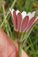 Image of Osteospermum caulescens Harv.