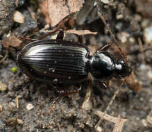 Agonum (Olisares) punctiforme (Say 1823)的圖片