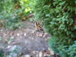 Image of Garden spider