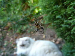 Image of Garden spider