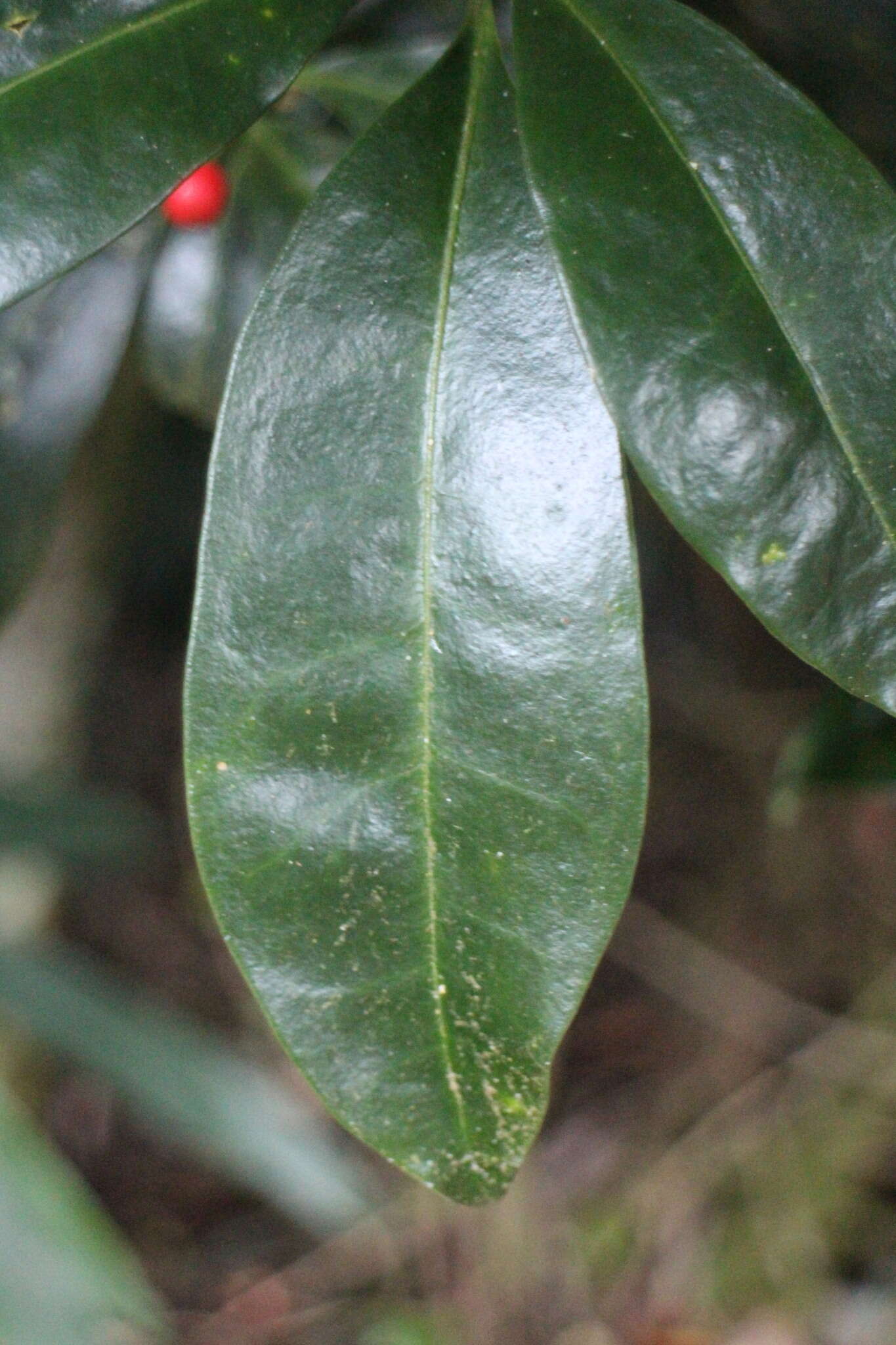 Image of Skimmia