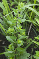 Image of Artemisia keiskeana Miq.