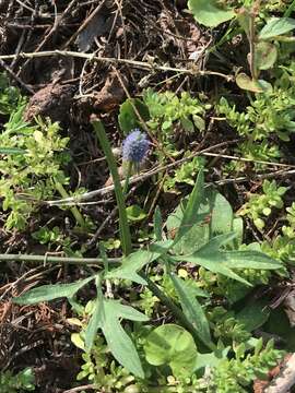 Image of Baldwin's Eryngo