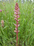 Image of clover broomrape