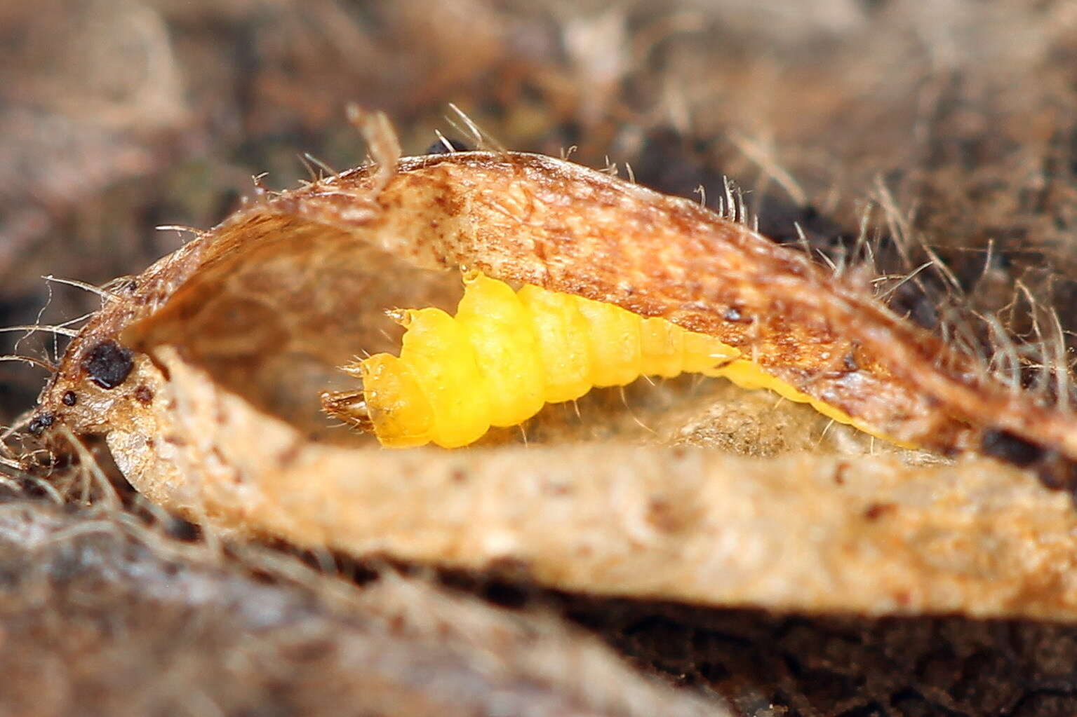 Image of Phyllonorycter cerasicolella (Herrich-Schäffer 1855)