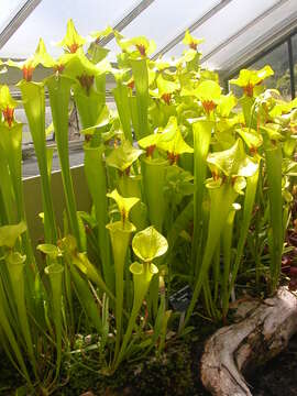 Image of Yellow pitcher plant