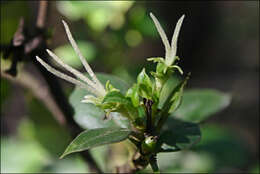 Image of Coprosma hirtella Labill.