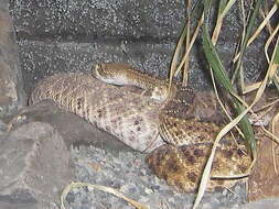 Image of Western Diamond-backed Rattlesnake