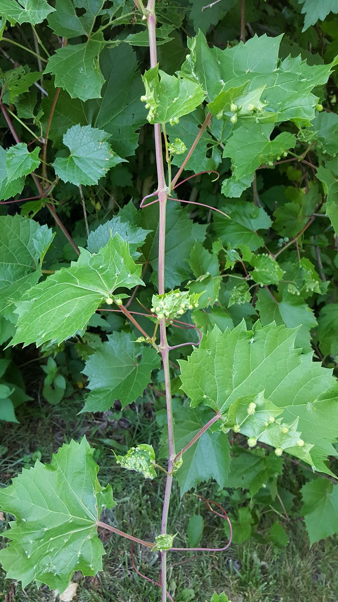 Image of grape phylloxera