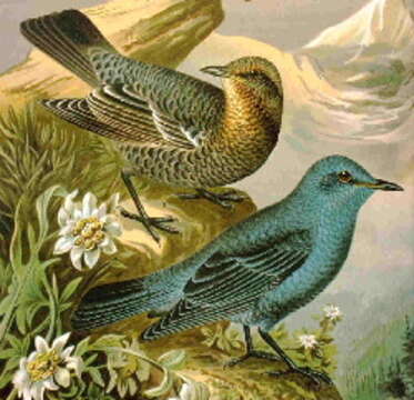 Image of Rock thrush