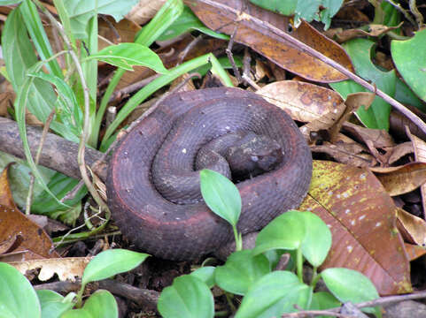 Image of White-tailed Hognose Viper