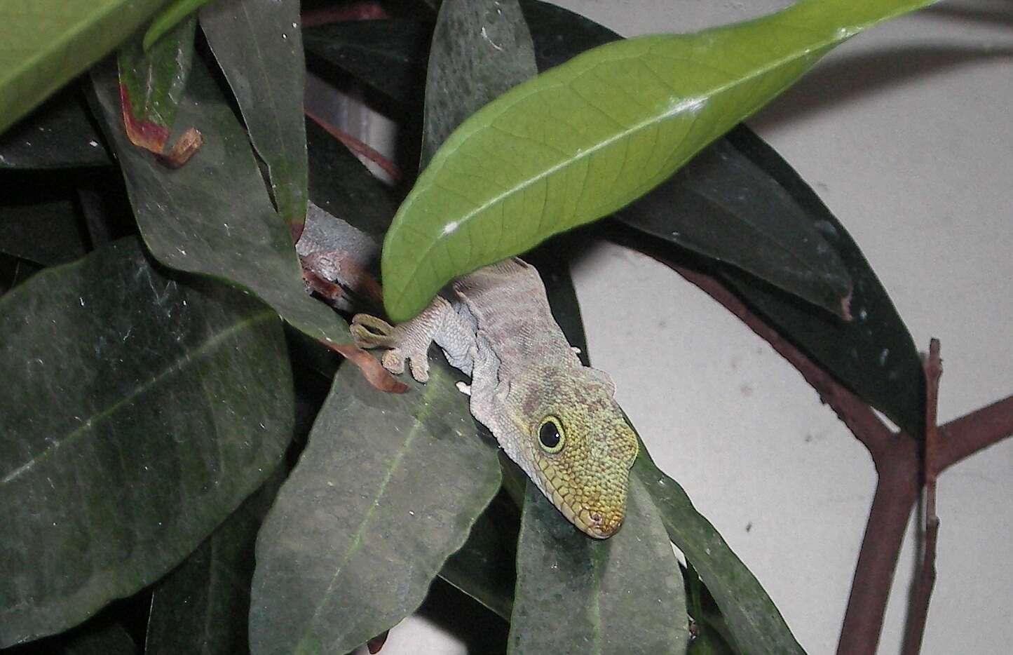 Image of Standing's Day Gecko