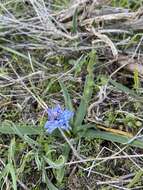 Image of Bellevalia hyacinthoides (Bertol.) K. Perss. & Wendelbo