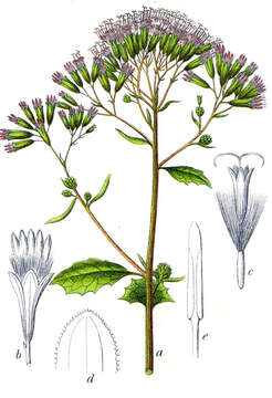 Image of Hedge-leaved Adenostyle