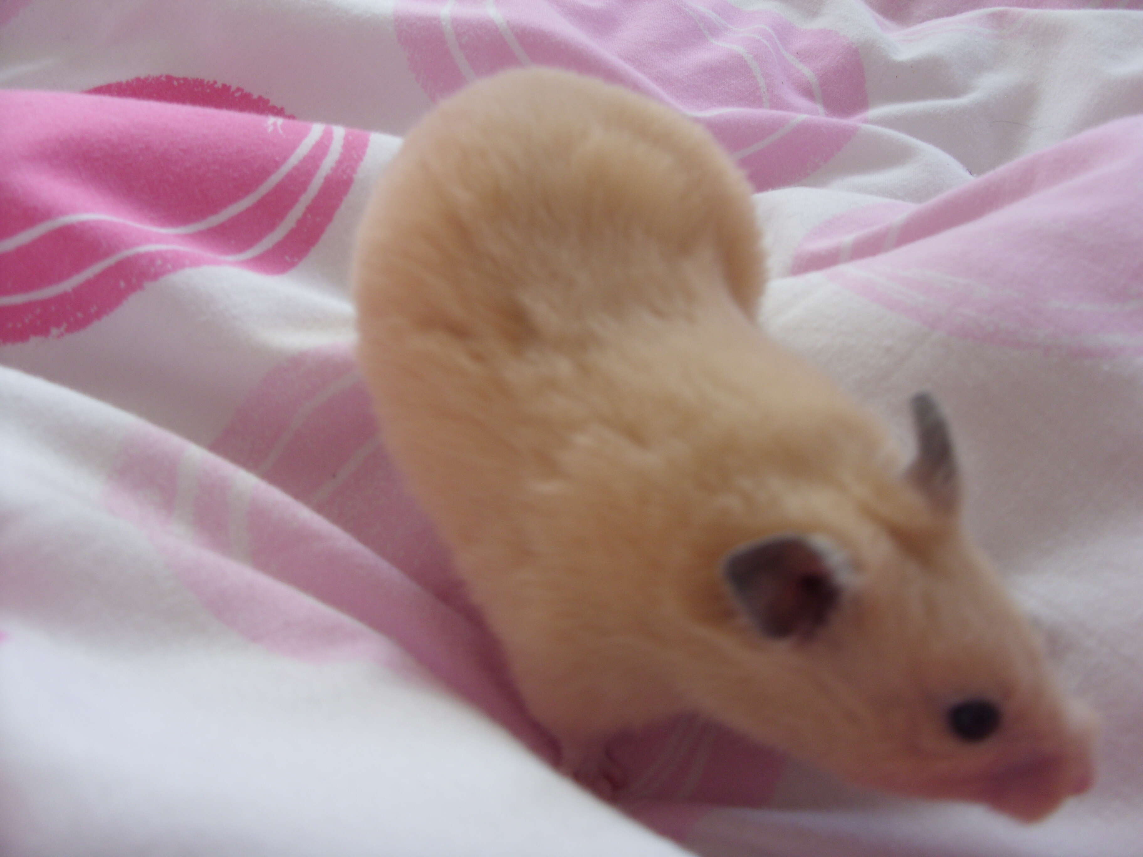 Image of Golden Hamster